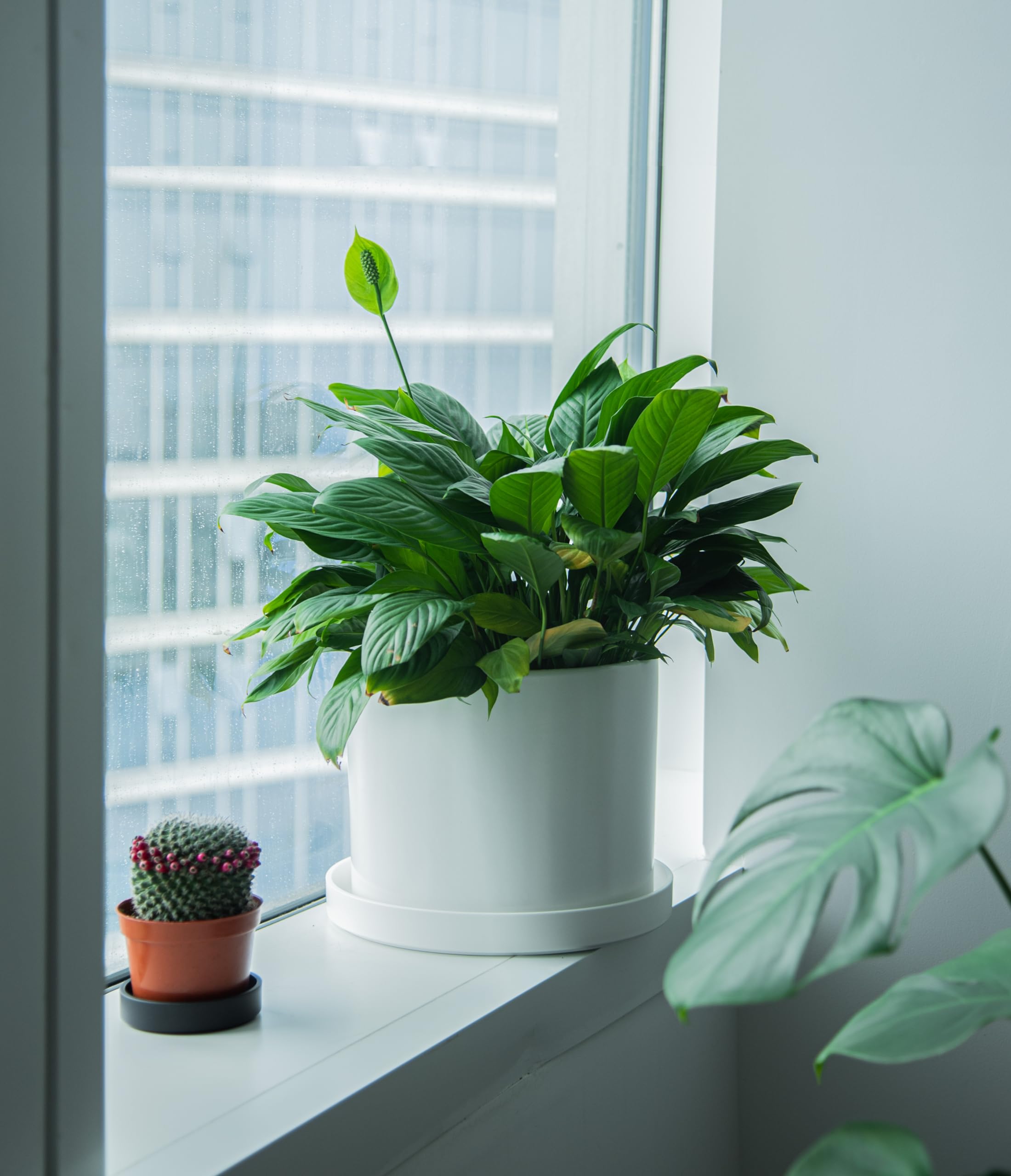 Phoenix Vine easy-clean saucer makes maintenance quick and simple.