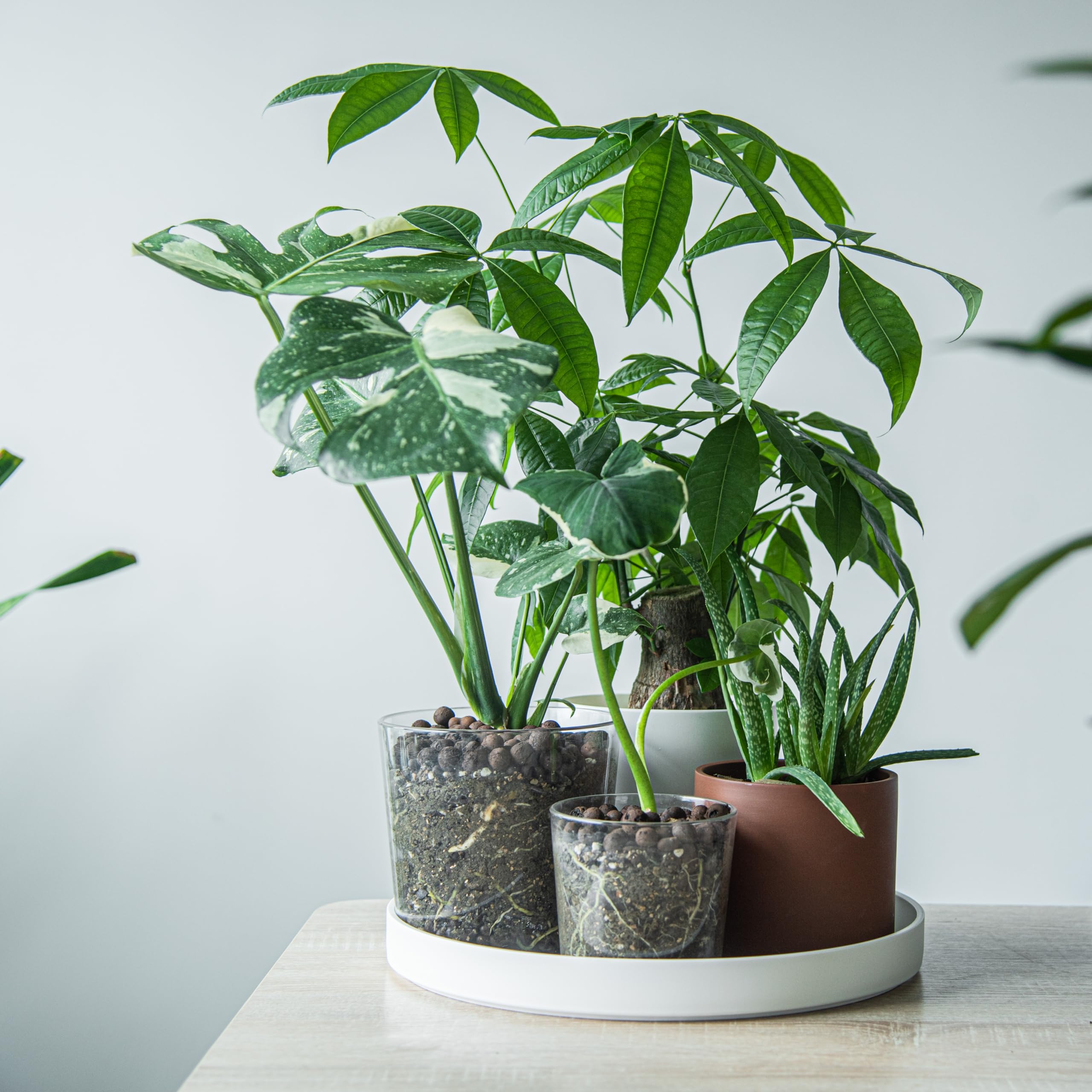 Phoenix Vine saucer ready for indoor and outdoor use to protect surfaces.