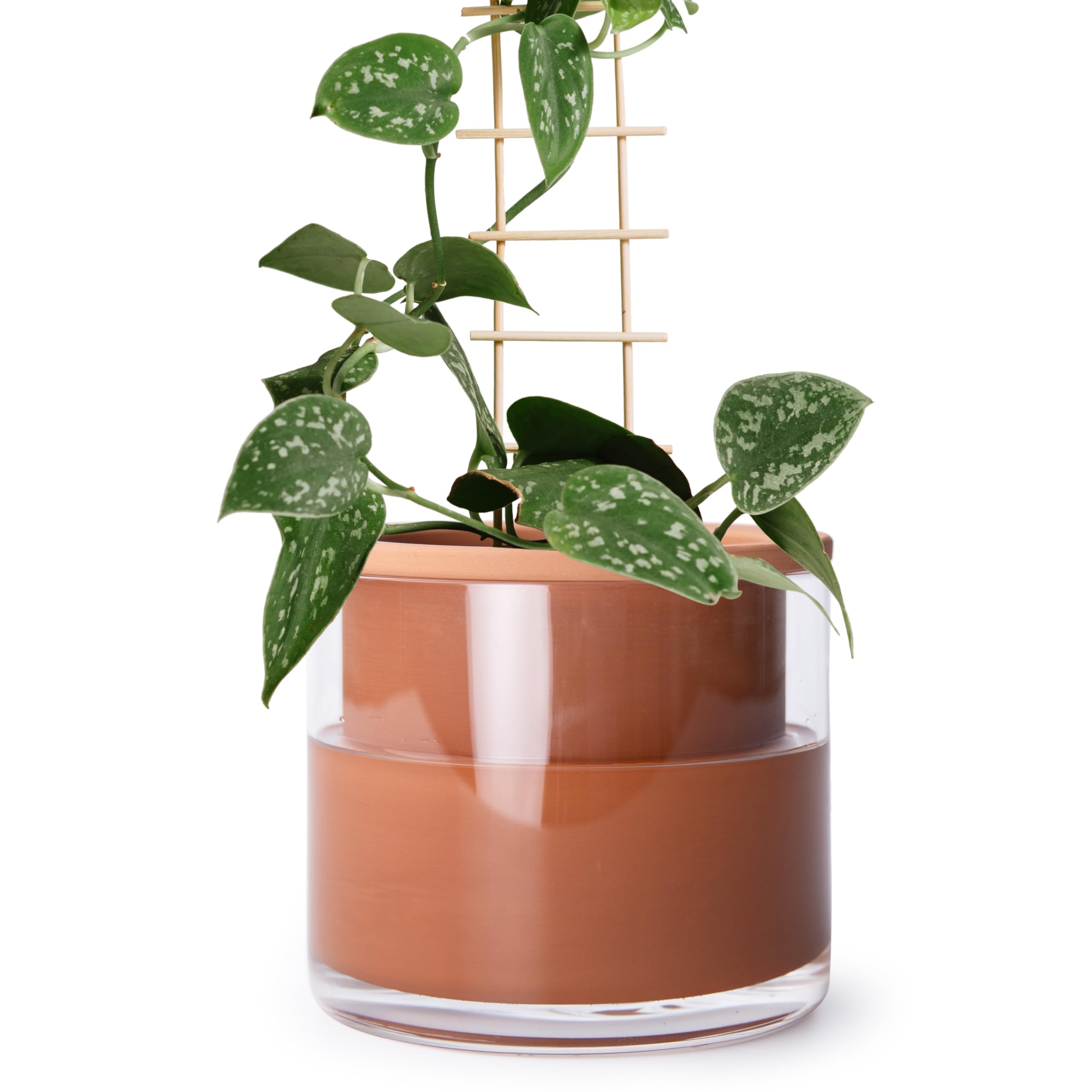 Phoenix Vine self-watering pot with terracotta walls for steady plant hydration.