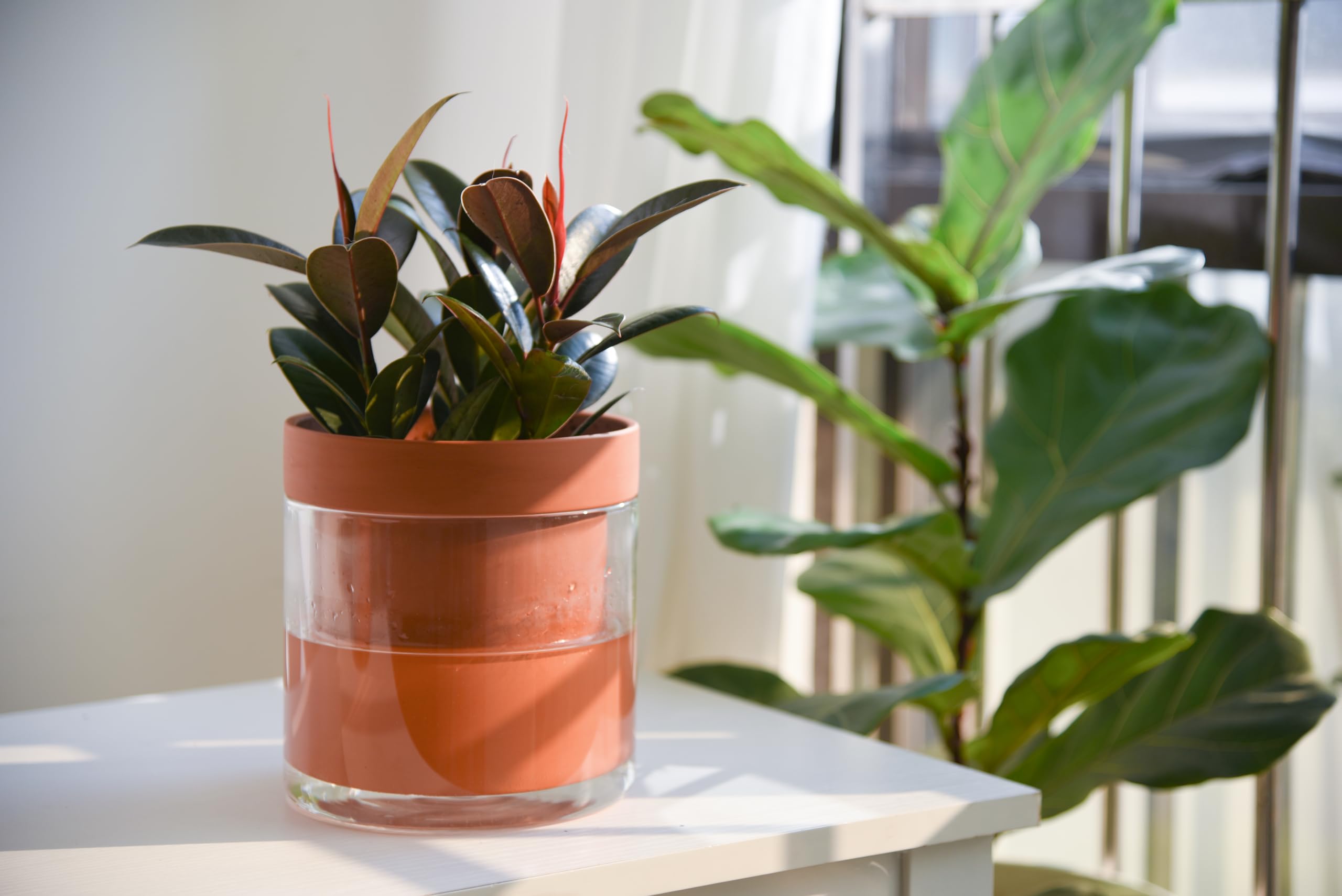 Phoenix Vine set of 2 packaging, ready for gifting or storage.