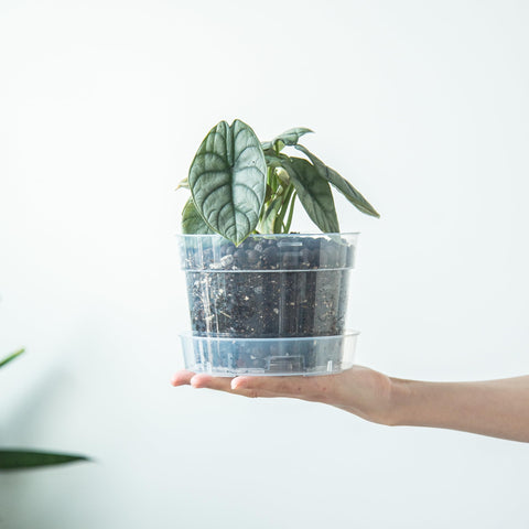 Phoenix Vine set of 6 delivers a cohesive, space-saving plant pot solution
