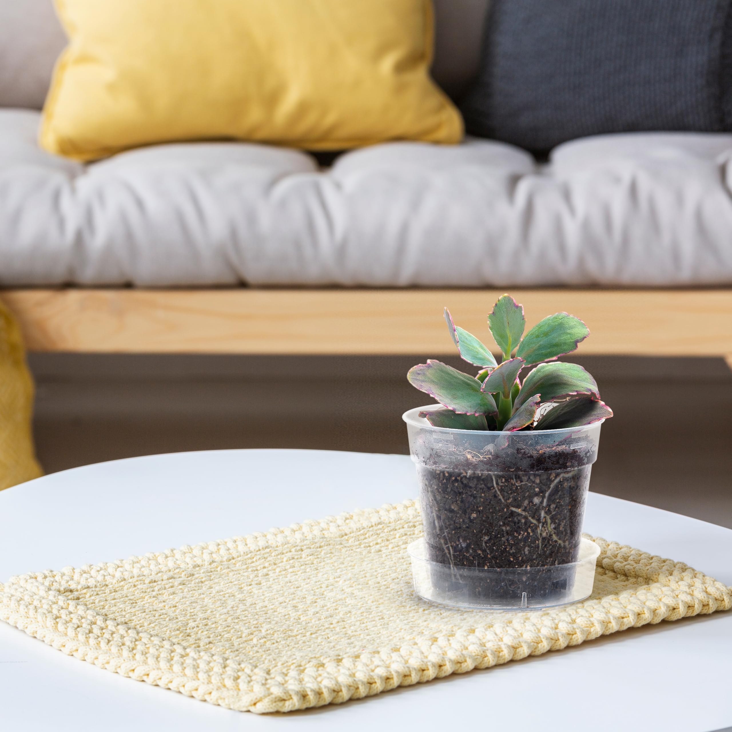 Phoenix Vine clear pot set on a shelf for organized display