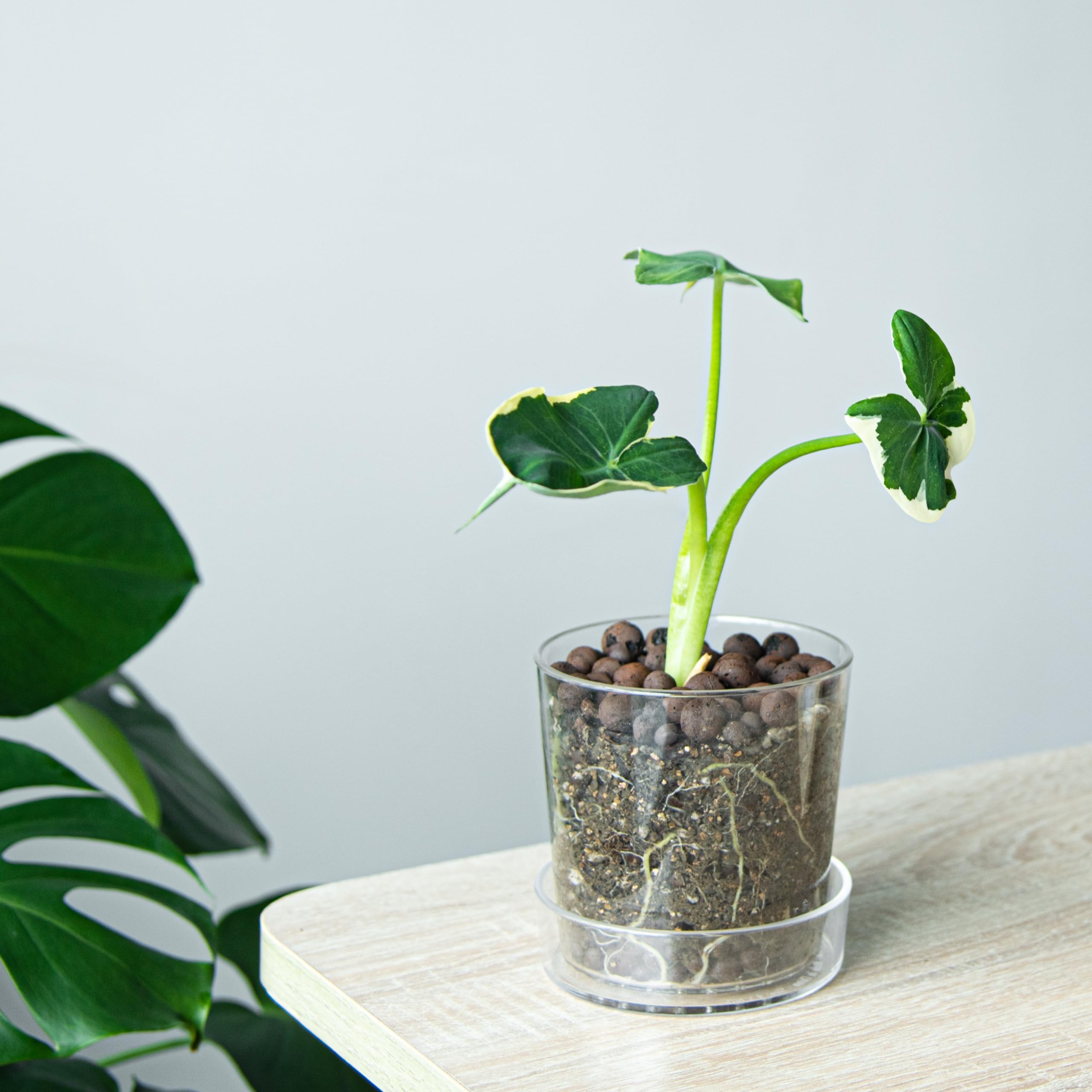 Phoenix Vine window-sill display planter showcasing modern indoor styling.