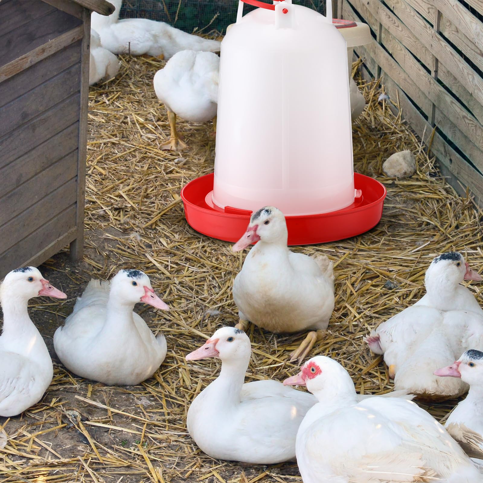 Pickmesh 2-gallon water feeder ideal for ducks and chicks.