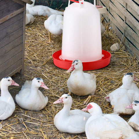 Pickmesh 2-gallon water feeder ideal for ducks and chicks.