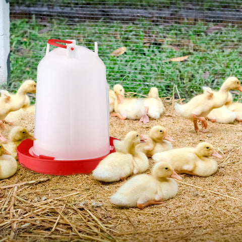 Pickmesh robust plastic poultry waterer design for long farm use.