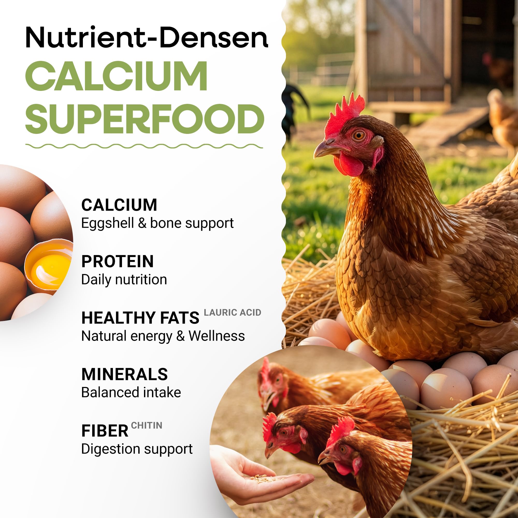 Picky Neb BSFL in coop environment supporting daily feeding routines.