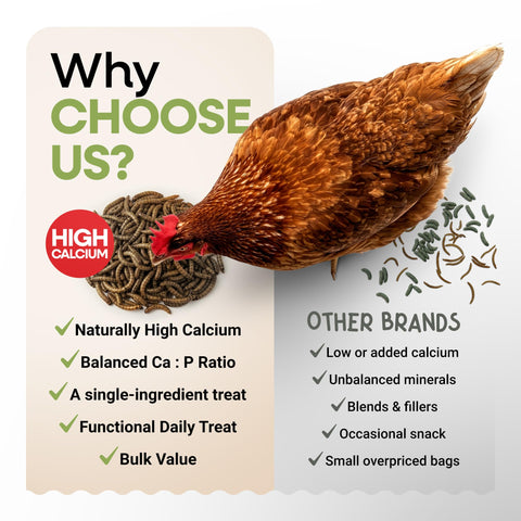 Picky Neb BSFL fed to hens promotes natural feather quality.