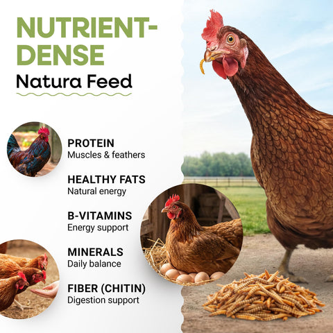 Picky Neb dried mealworms at a backyard feeding station attracting birds