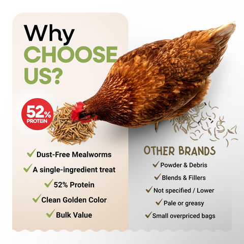 Picky Neb dried mealworms at a bluebird feeder, a flavorful snack outdoors