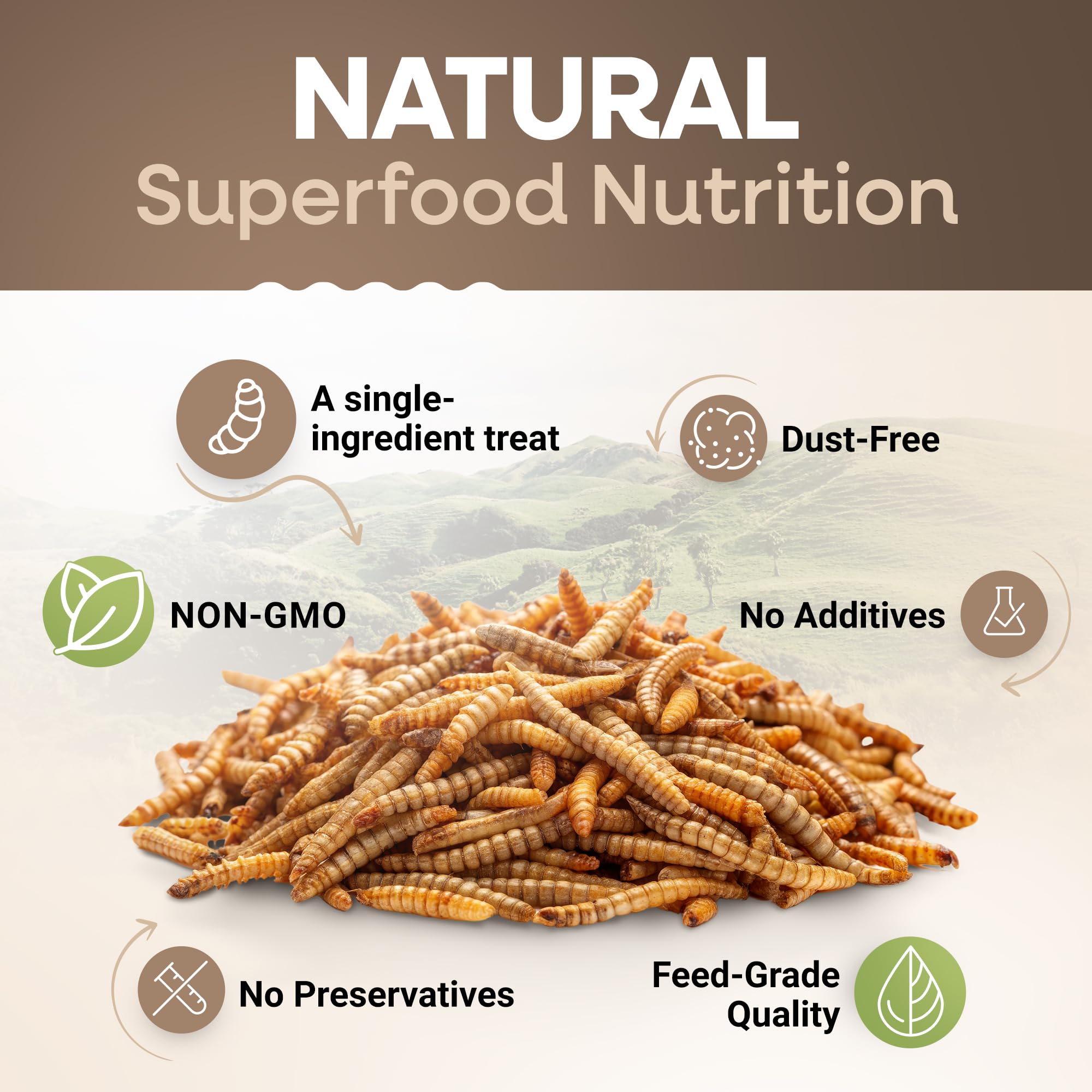 Picky Neb dried mealworms in coop setting, chickens enjoying a protein-dense treat