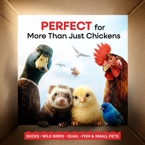 Picky Neb mealworms in a bag highlighting non-GMO status and clean feeding