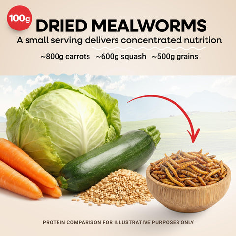 Picky Neb mealworms stored in a jar for easy cool, dry storage