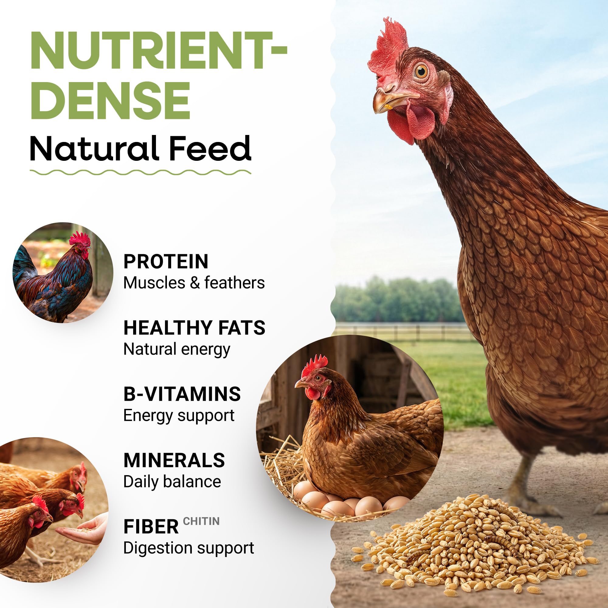 PICKY NEB dried mealworms storage-friendly 5lb box keeps freshness.