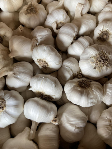Pilestone garlic seed bulbs demonstrate cold hardiness for cooler climates and harsh winters.