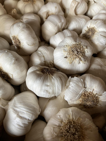 Pilestone garlic seed bulbs with large cloves ideal for easy planting and big harvest.