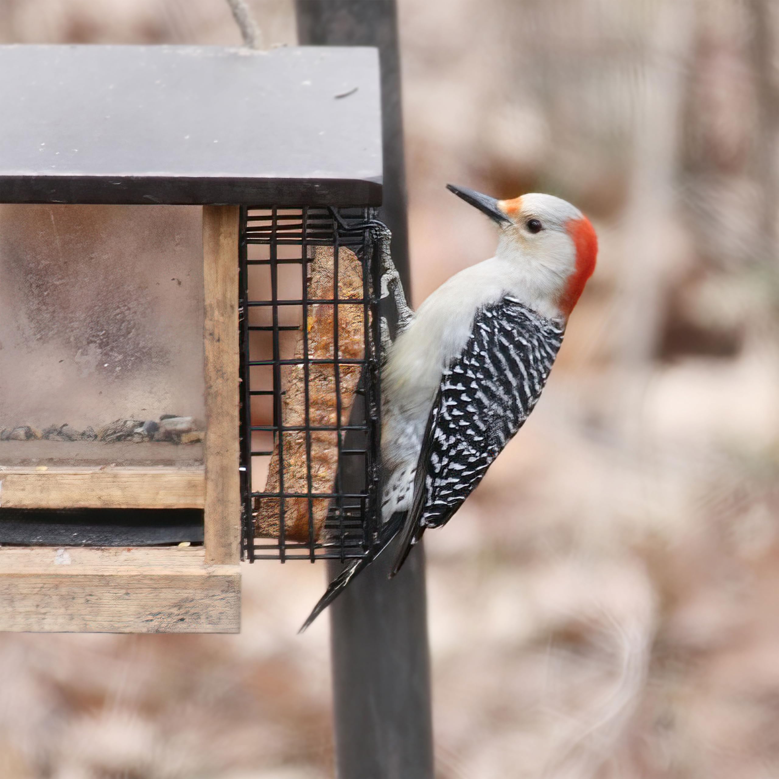 Woodpeckers and chickadees drawn to Pine Tree Farms suet cakes in a feeding station