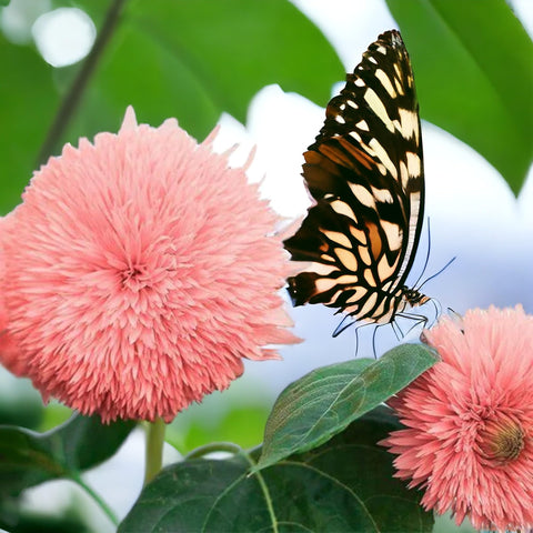 Pink Pooh Sunflower Seeds demonstrate adaptability and hardy growth across zones five to ten.
