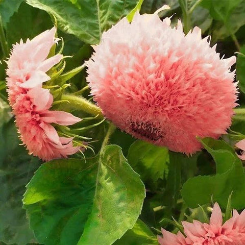 Pink Pooh Sunflower Seeds offer easy watering care for steady garden color.