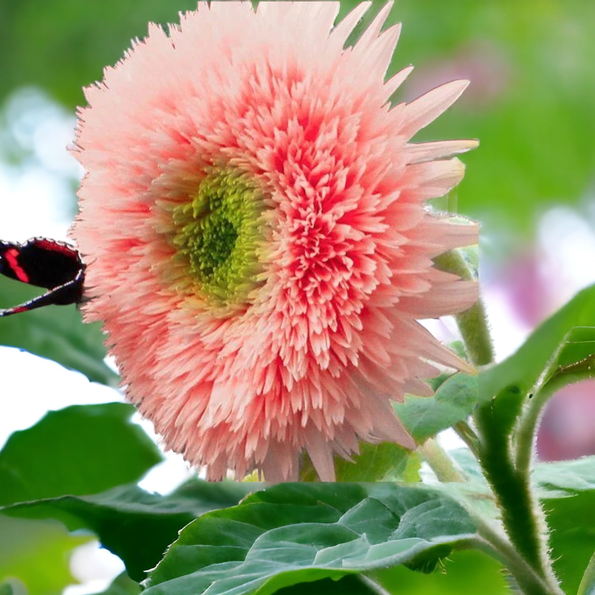 Pink Pooh Sunflower Seeds reach impressive height and spread for dramatic displays.