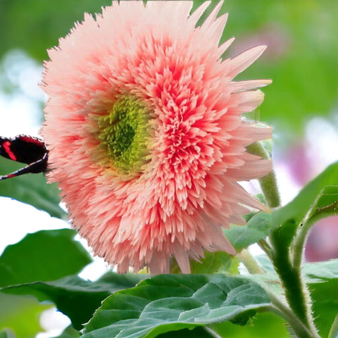 Pink Pooh Sunflower Seeds reach impressive height and spread for dramatic displays.