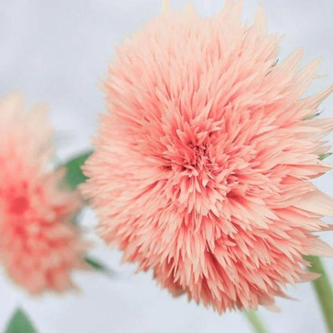 Pink Pooh Sunflower Seeds provide perennial growth and reliable seasonal color.