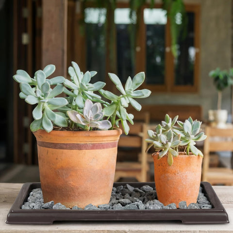 Pinkunn bonsai humidity tray protecting furniture by catching watering drips.