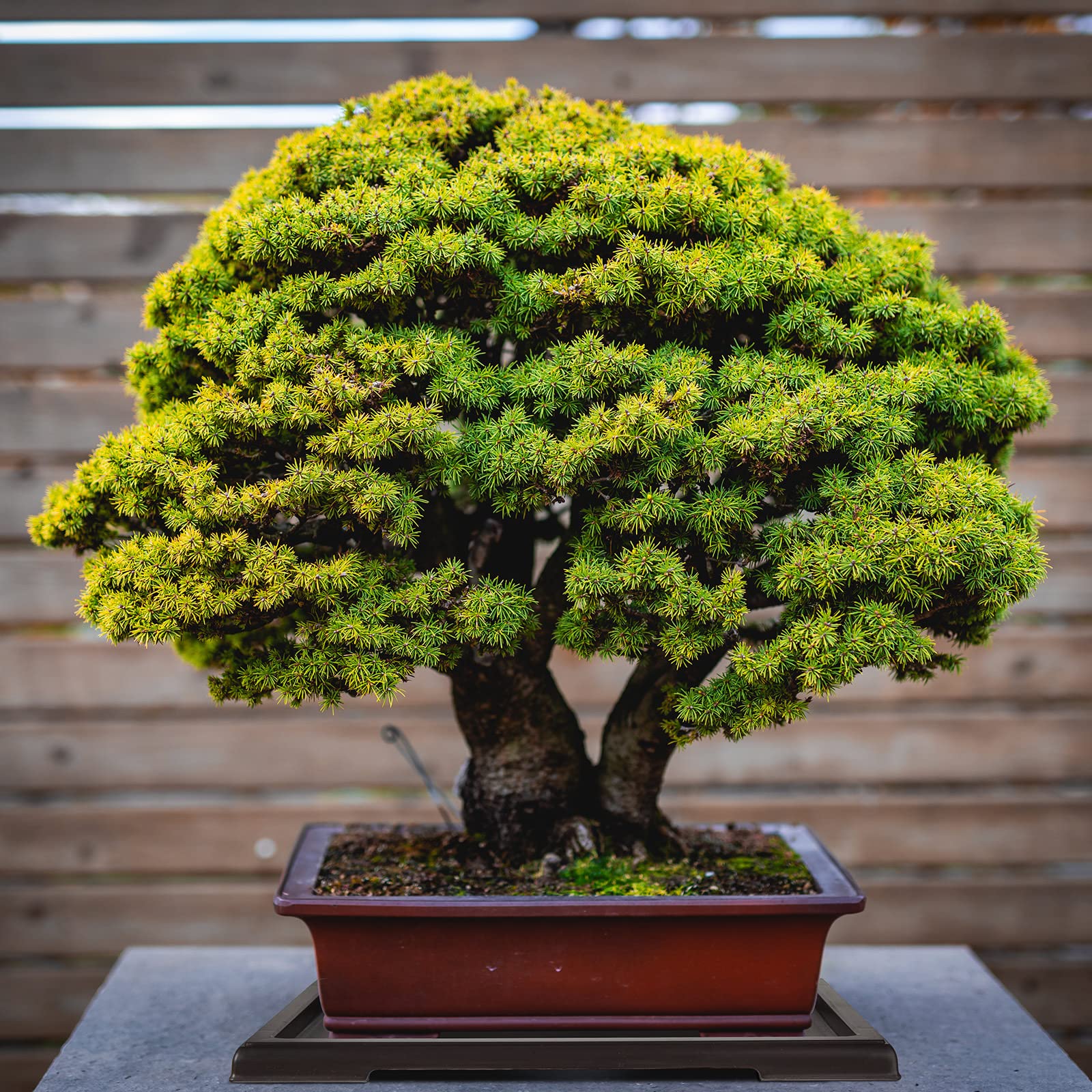 Pinkunn bonsai humidity tray water catcher in wide shot showing drainage capability.