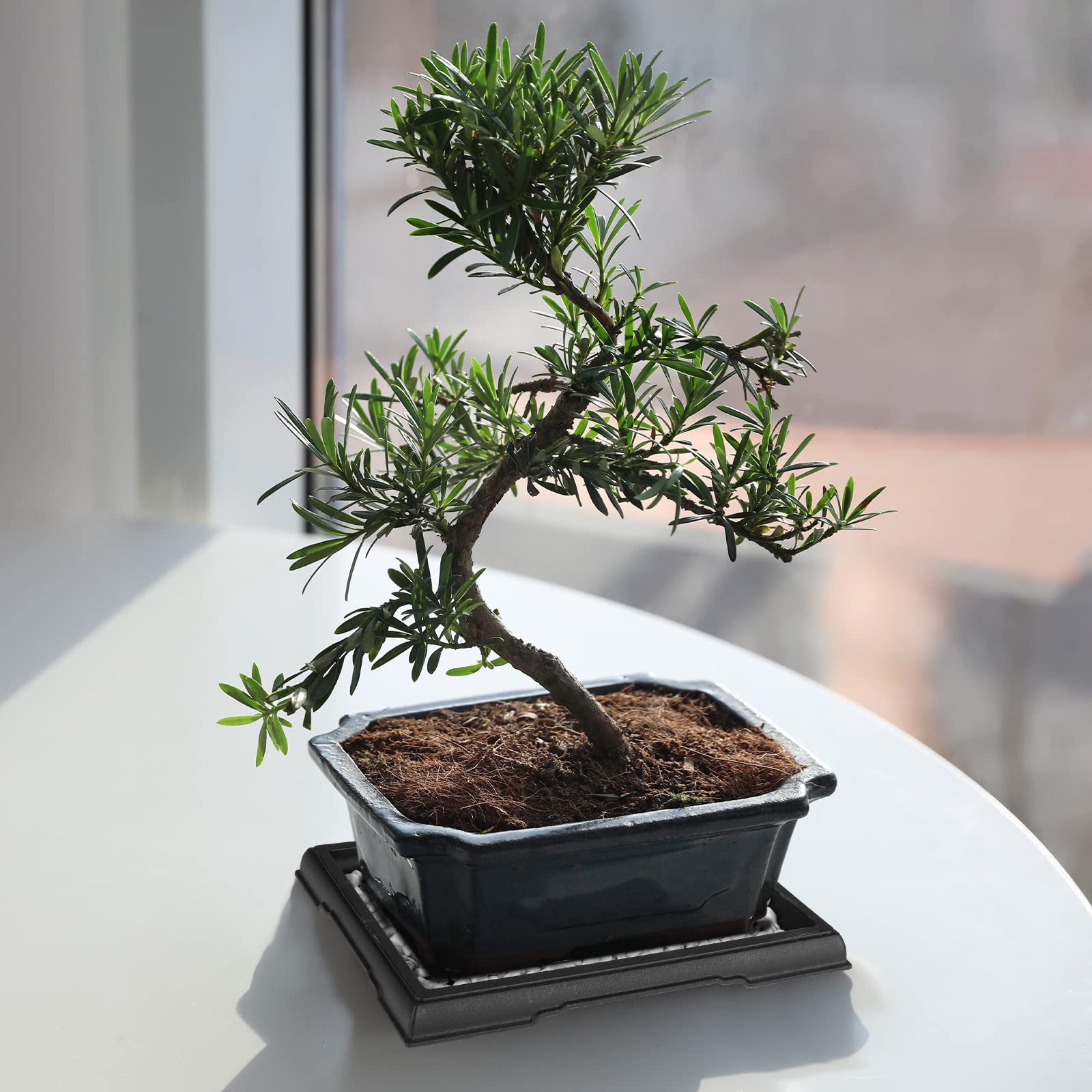 Pinkunn plant saucer acts as water catcher for indoor plants