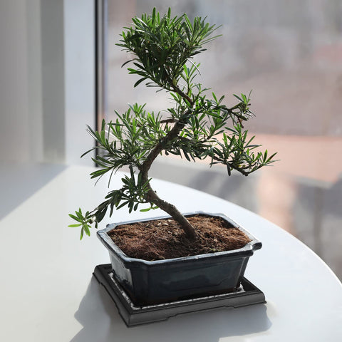 Pinkunn plant saucer acts as water catcher for indoor plants