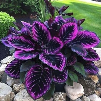 Pipa Papa Caladium seeds with purple-black foliage, ideal for vibrant indoor and outdoor color.