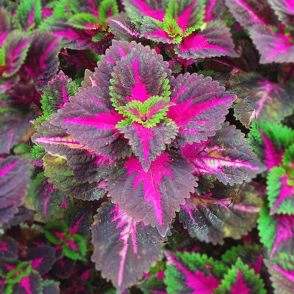 PIPA PAPA Rainbow Dragon Coleus suited for pots and balconies.