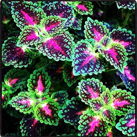 PIPA PAPA Rainbow Dragon Coleus with well-drained soil supporting vibrant foliage.