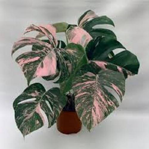 Pipa Papa Fresh Monstera seeds 50pcs pack ready for easy indoor planting and growth.