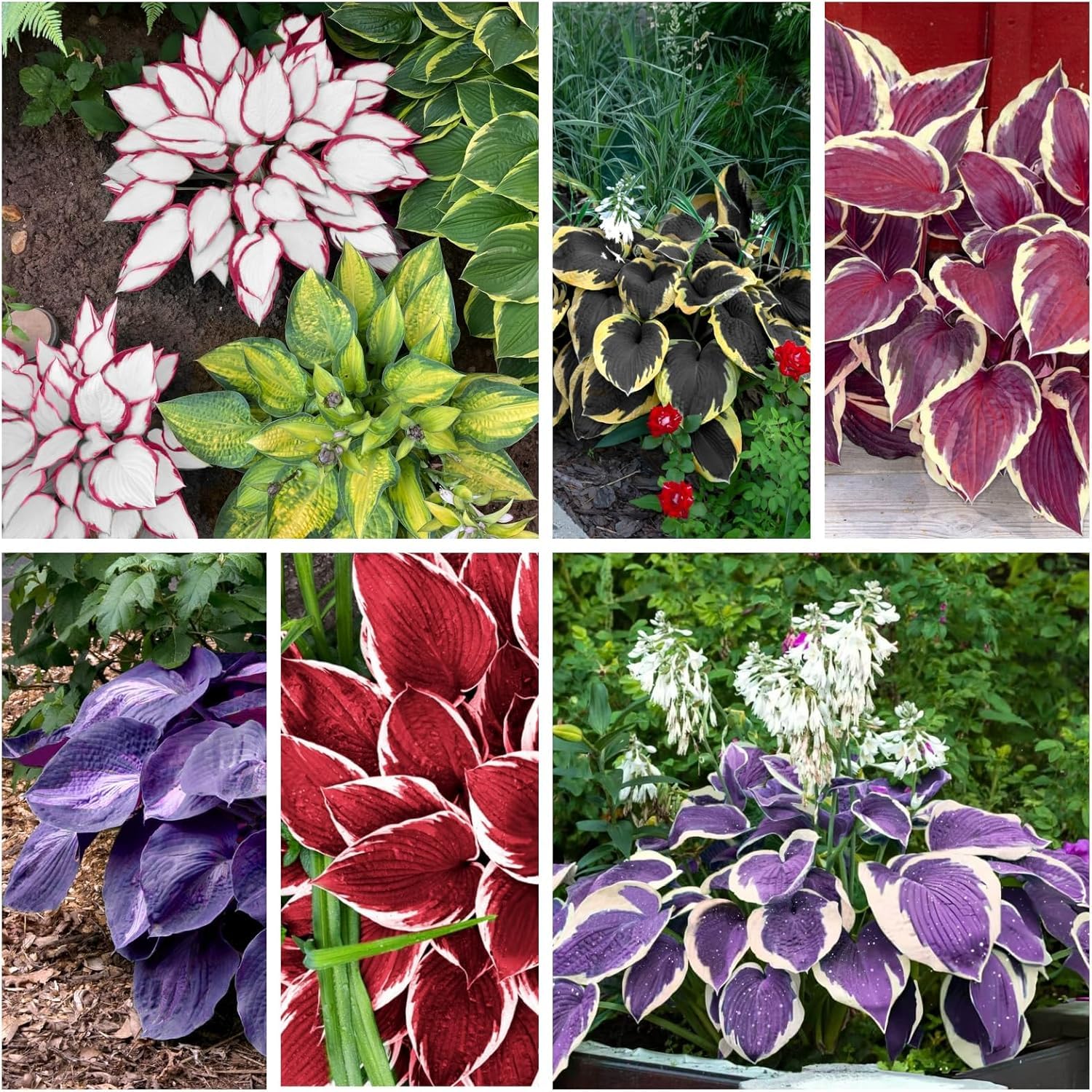PIPA PAPA hosta seeds support transplant-ready seedlings for shaded landscape projects.