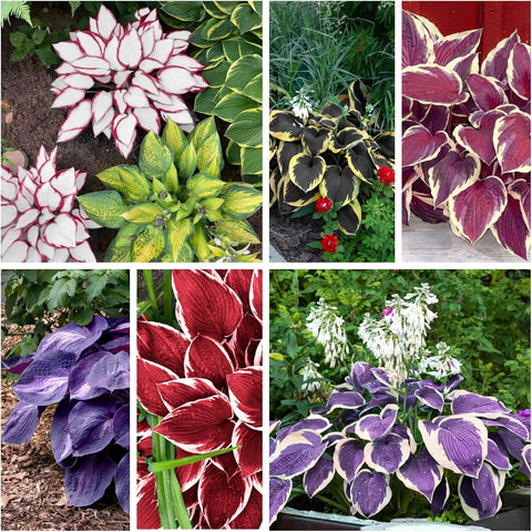 PIPA PAPA hosta seeds support transplant-ready seedlings for shaded landscape projects.
