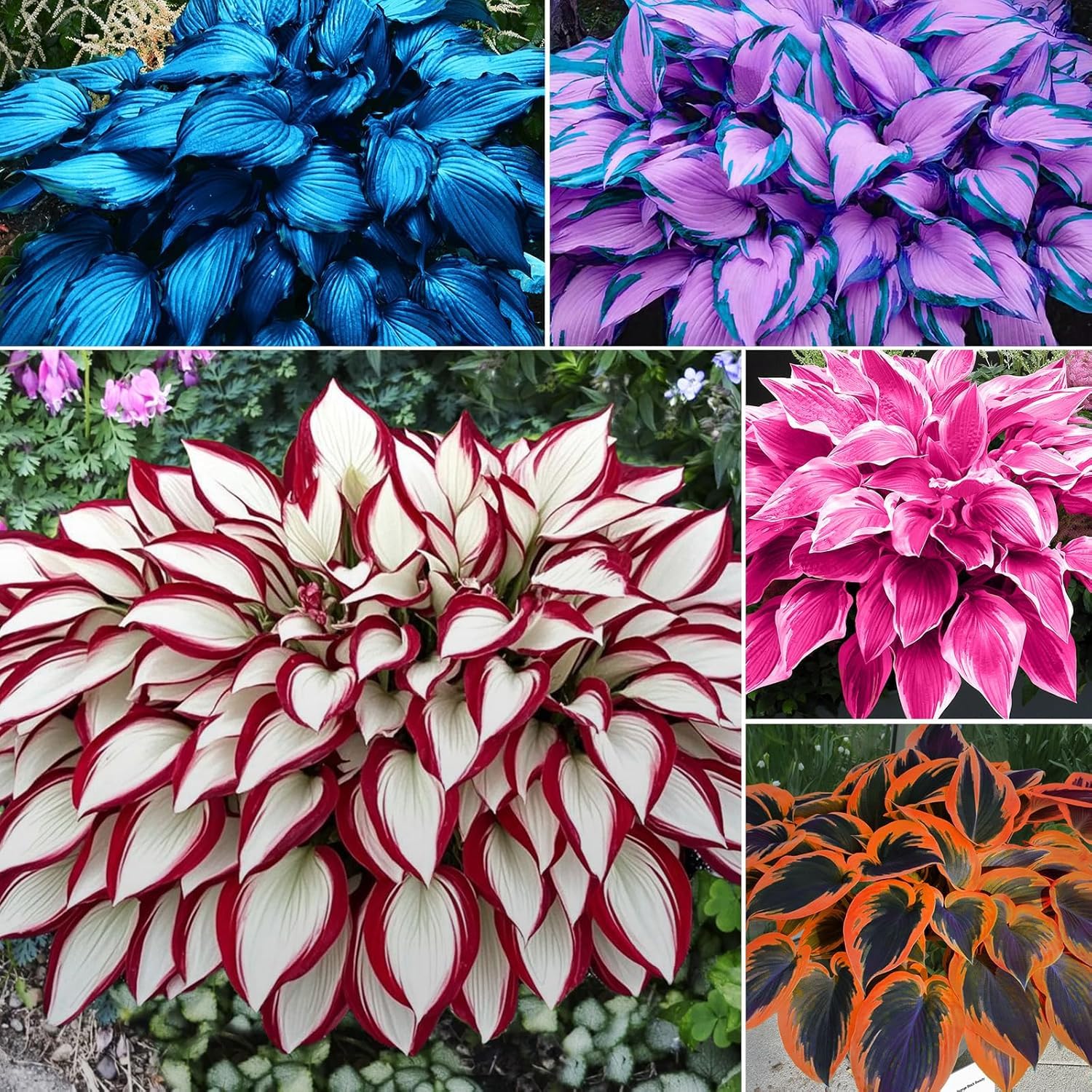 PIPA PAPA hosta seeds with mixed colours for vibrant shade foliage in garden borders.