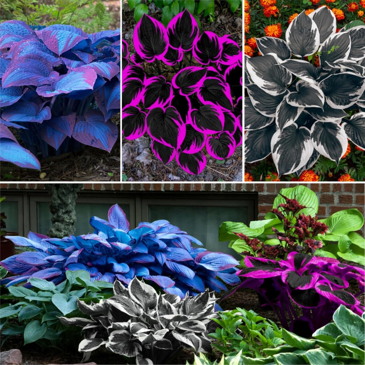 PIPA PAPA hosta seeds for shade gardens, enhancing seasonal colour and texture.