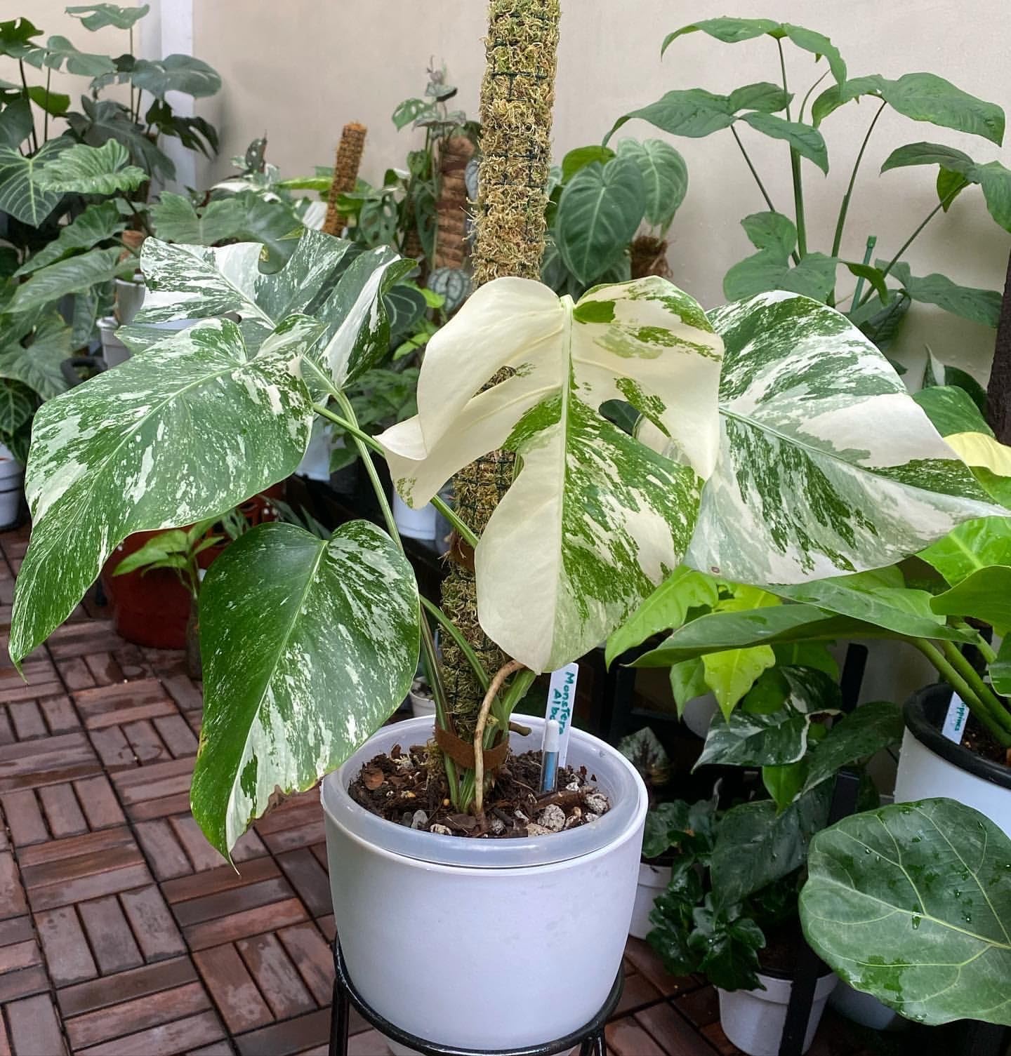 PIPA PAPA indoor planter setup with Monstera seeds, easy decor solution.