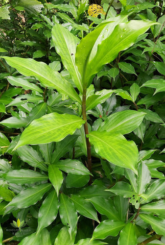 PIPA PAPA insulin plant leaves show vibrant green growth.