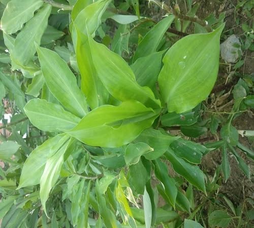 PIPA PAPA insulin plant seeds for precise sowing in beds.