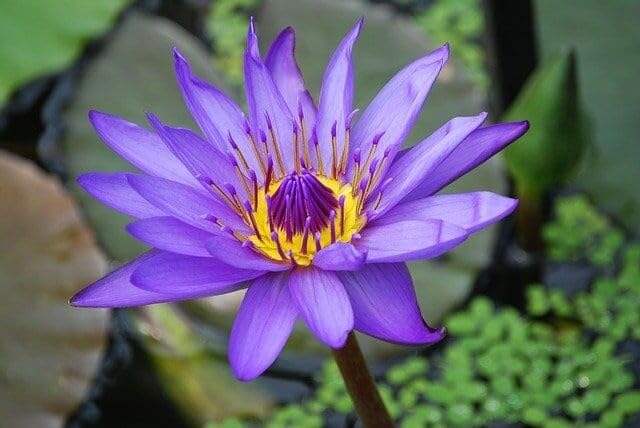 PIPA PAPA colorful lotus blooms display red, pink, purple, and white.