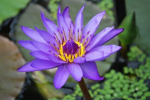 PIPA PAPA colorful lotus blooms display red, pink, purple, and white.