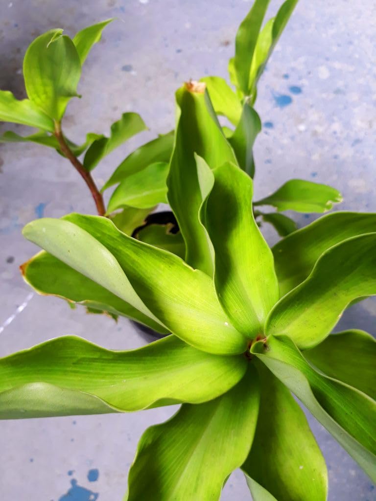PIPA PAPA mature insulin plant thriving in healthy soil.