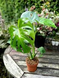 PIPA PAPA Monstera seedling under indirect light promoting healthy growth