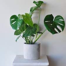 PIPA PAPA Monstera seeds germination setup with warmth and indirect light