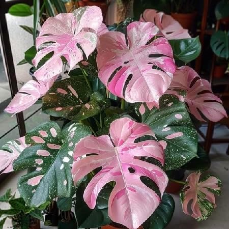 PIPA PAPA Monstera seeds pack close-up for indoor gardening