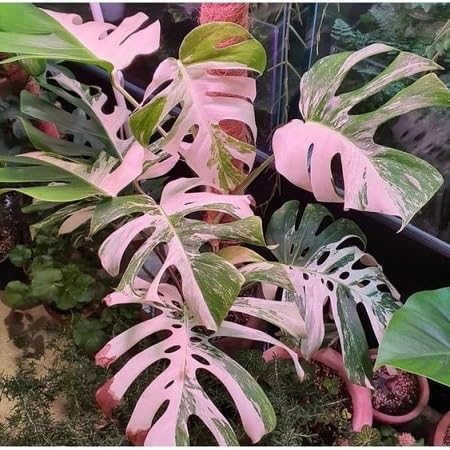 PIPA PAPA Monstera seeds soaking bowl improves germination readiness
