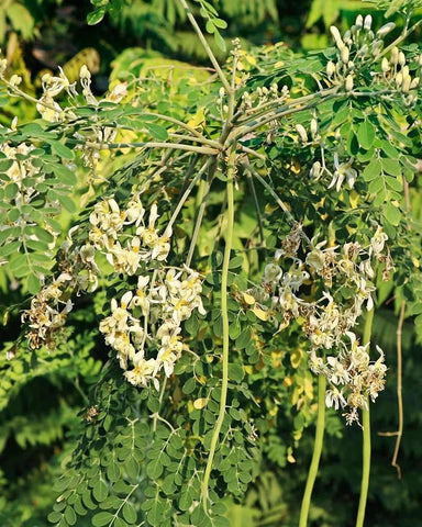PIPA PAPA Moringa leaves and pods ready for fresh everyday cooking.