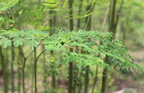 PIPA PAPA packaging image conveys eco friendly packaging for urban gardeners.